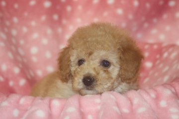 トイプードル(トイ)【和歌山県・男の子・2017年6月17日・クリーム】の写真「値下げします。」