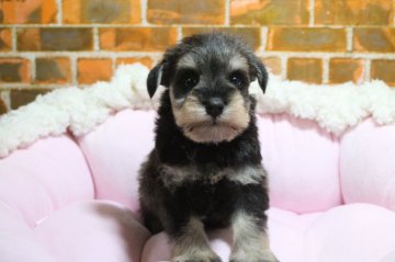 ミニチュアシュナウザー【和歌山県・女の子・2019年5月14日・ソルト&ペッパー】の写真「パパはJKCチャンピオン、正統派女子」