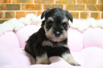 ミニチュアシュナウザー【和歌山県・男の子・2019年5月14日・ソルト&ペッパー】の写真「お顔の綺麗な男の子」