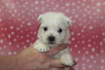 ウエストハイランドホワイトテリア【和歌山県・男の子・2017年11月16日・ホワイト】の写真「トップクオリティーの男前」