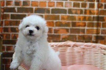 ビションフリーゼ【和歌山県・女の子・2018年1月2日・ホワイト】の写真「パパの両親アメリカチャンピオン」