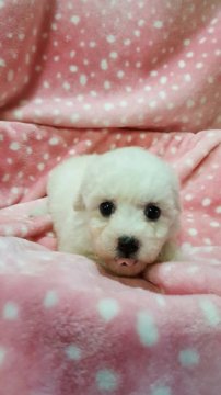 ビションフリーゼ【和歌山県・女の子・2017年1月1日・ホワイト】の写真「パパの両親アメリカチャンピオン」