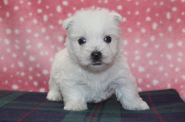 ウエストハイランドホワイトテリア【和歌山県・男の子・2017年11月16日・ホワイト】の写真「ハイレベルな子」