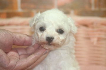 ビションフリーゼ【和歌山県・女の子・2019年1月9日・ホワイト】の写真「スーパー可愛い子ちゃん」