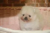 ポメラニアン【和歌山県・男の子・2019年2月10日・クリーム】の写真1