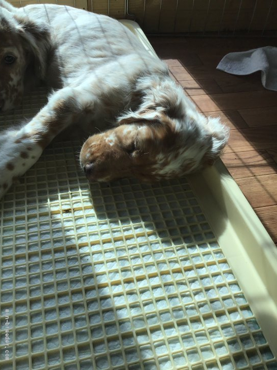 イングリッシュセッター 宮城県 女の子 19年12月1日 オレンジ ベルトン 可愛い女の子 みんなのブリーダー 子犬id 01 007 イングリッシュセッター 宮城県 女の子 19年12月1日 オレンジ ベルトン 可愛い女の子 みんなのブリーダー 子犬id 01 007