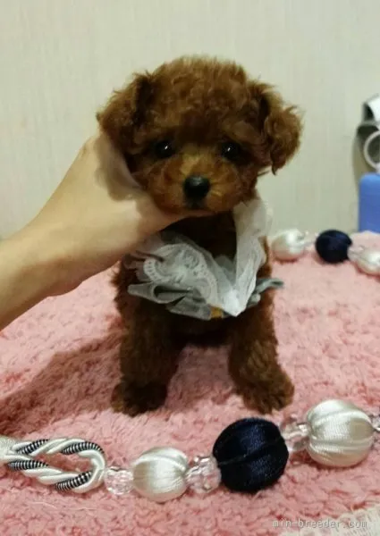 ゴチコ 様のお迎えした子犬