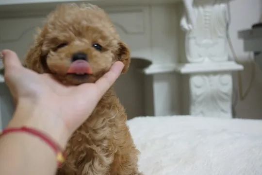 Riri 様のお迎えした子犬