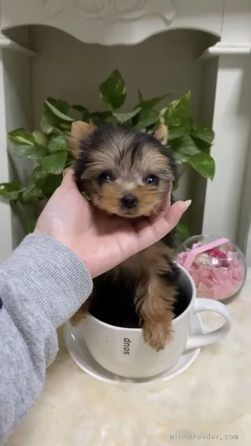 ID:2012-02094の子犬