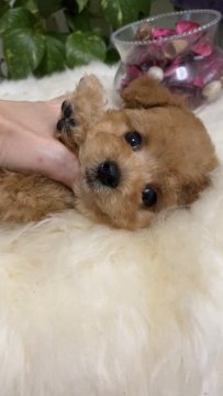 トイプードル(タイニー)【愛知県・男の子・2020年5月24日・アプリコット】の写真「女の子のようなお顔立ちの可愛い男の子❤️」