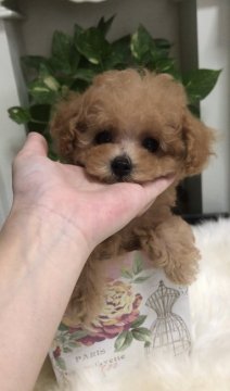 トイプードル(ティーカップ)【愛知県・男の子・2019年7月18日・レッド】の写真「アイドル顔の可愛い男の子♡」