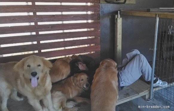 和田健二ブリーダーのブログ：朝のコミケ