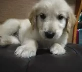 ゴールデンレトリバー【鹿児島県・男の子・2025年4月22日・ゴールド。】の写真14