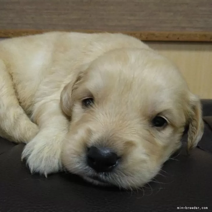 ID:2507-07312の子犬