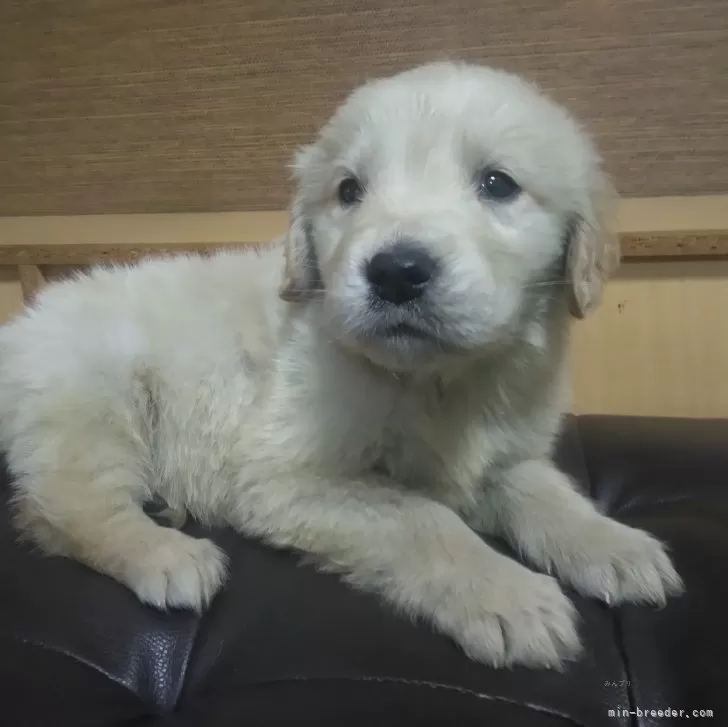 ID:2501-02124の子犬