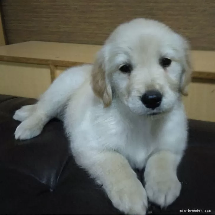 ID:2411-05213の子犬