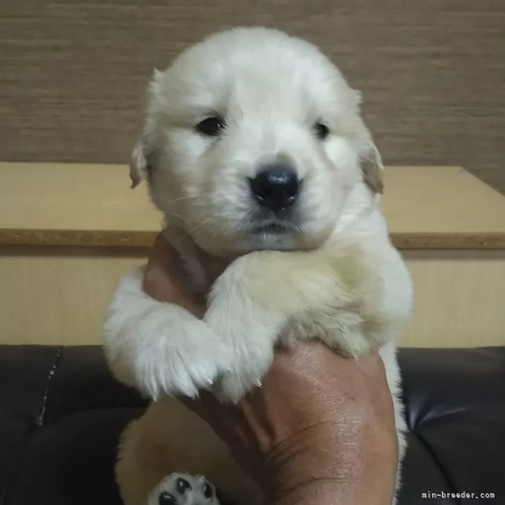 ID:2505-06398の子犬