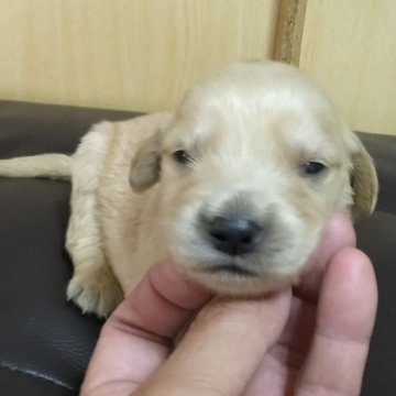ゴールデンレトリバー【鹿児島県・女の子・2025年4月22日・ゴールド】の写真「スクスク成長中」