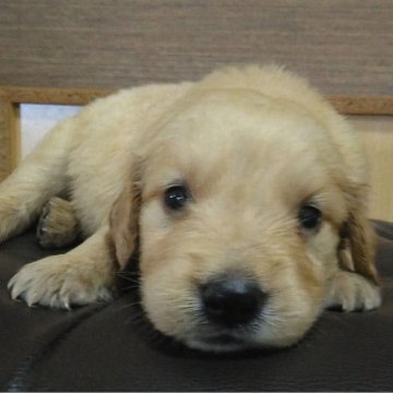 ゴールデンレトリバー【鹿児島県・女の子・2025年7月7日・ゴールド】の写真「7年7月7日産まれスクスク成長中」
