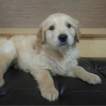 ゴールデンレトリバー【鹿児島県・男の子・2025年10月16日・ゴールド。】の写真「若い母親の母乳でスクスク成長中」