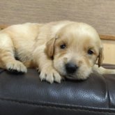 ゴールデンレトリバー