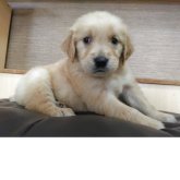 ゴールデンレトリバー