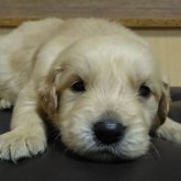 ゴールデンレトリバー