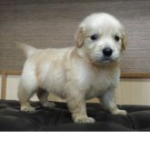 ゴールデンレトリバー