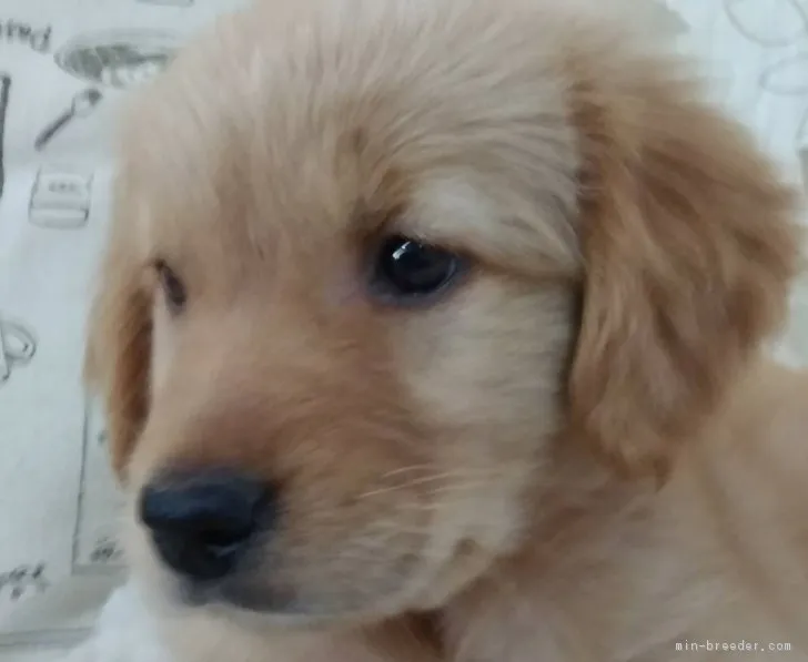 ふくふく 様のお迎えした子犬