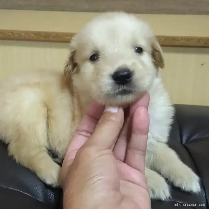 ID:2409-05033の子犬
