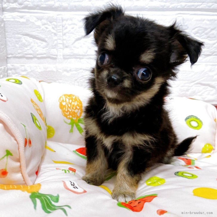 ブリーダー画像