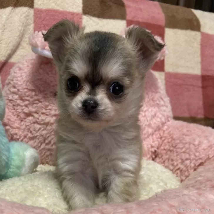 ID：2502-00041の子犬