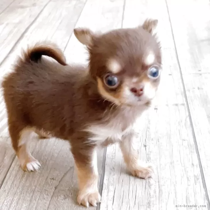 ID：2506-03279の子犬