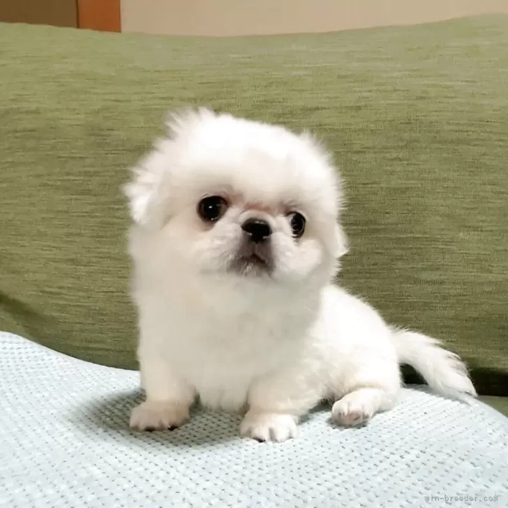 ペキニーズ【岡山県・男の子・2025年8月24日・ホワイト】の写真1「可愛く成長してます」