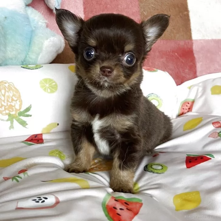 K.T 様のお迎えした子犬