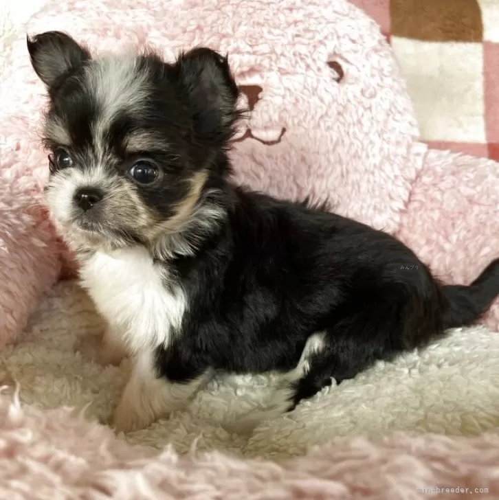 チワマル(マルチーズ×チワワ)【岡山県・女の子・2025年9月17日・ブラックタンホワイト】の写真1