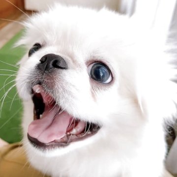 ペキニーズ【岡山県・男の子・2025年8月24日・ホワイト】の写真「元気いっぱい健やかに成長中」