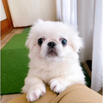 ペキニーズ【岡山県・男の子・2025年8月24日・ホワイト】の写真「元気いっぱい健やかに成長中」