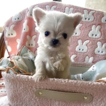 チワマル(マルチーズ×チワワ)【岡山県・男の子・2025年9月17日・ホワイト&クリーム】の写真「フワフワモコモコのイケメン君！」