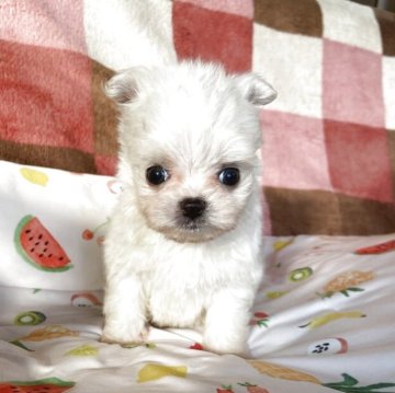 チワマル(マルチーズ×チワワ)【岡山県・男の子・2025年9月17日・ホワイトクリーム】の写真「まるで縫いぐるみのような子。」