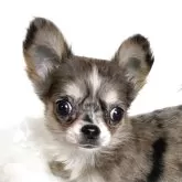 チワワ(ロング)