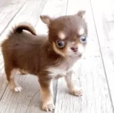 チワワ(ロング)【岡山県・女の子・2025年4月11日・チョコタン】の写真1