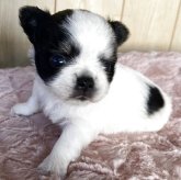 チワワ(ロング)