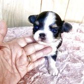 チワワ(ロング)