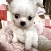 チワマル(マルチーズ×チワワ)【岡山県・男の子・2025年9月17日・ホワイト&クリーム】の写真1