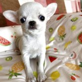 チワワ(スムース)