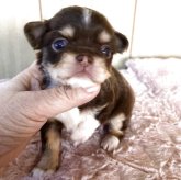 チワワ(ロング)