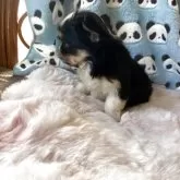 チワマル(マルチーズ×チワワ)【岡山県・女の子・2025年9月17日・ブラックタンホワイト】の写真3