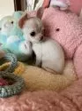 チワワ(スムース)【岡山県・女の子・2024年10月3日・クリーム】の写真4
