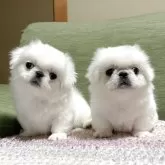 ペキニーズ【岡山県・男の子・2025年8月24日・ホワイト】の写真5「2匹兄妹(右側)です」